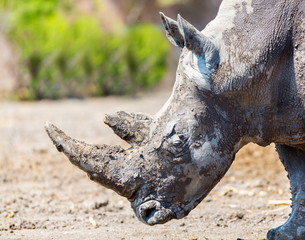 Both black and white rhinoceroses are actually gray. They are different not in color but in lip shape. The black rhino has a pointed upper lip, while its white relative has a squared lip.