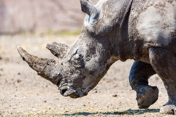 Both black and white rhinoceroses are actually gray. They are different not in color but in lip shape. The black rhino has a pointed upper lip, while its white relative has a squared lip.