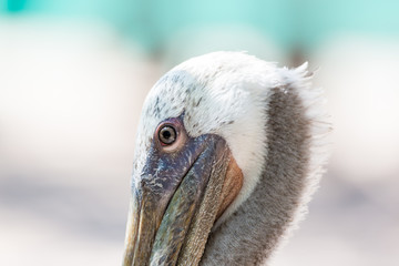 The brown pelican is a small pelican found in the Americas. It is one of the best known and most prominent birds found in the coastal areas of the southern and western United States. 