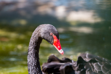 The black swan is a large water bird, a species of swan, which breeds mainly in the southeast and southwest regions of Australia.