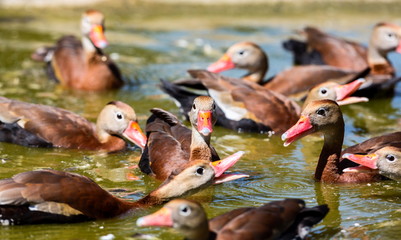 The whistling ducks or tree ducks are a subfamily, of the duck, goose and swan family of birds. They are not true ducks.