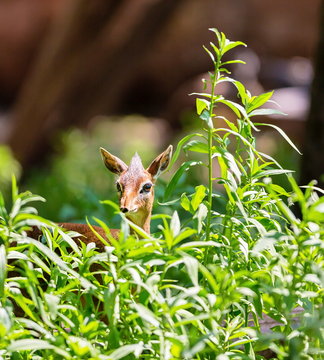 Fototapeta A dik-dik is a small antelope in the genus Madoqua that lives in the bushlands of eastern and southern Africa. Dik-diks stand about thirty to forty centimetres at the shoulder.