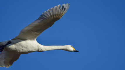飛ぶ白鳥