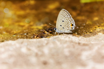 Single butterfly catch on stone floor with golden bokeh