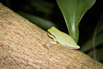 This is a photo of one kind of polypedatid, was taken in XiaMen botanical garden, China.