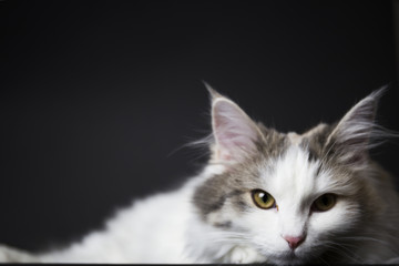 ノルウェージャンフォレストキャット