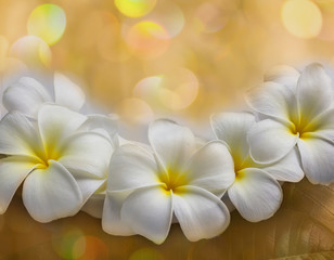 White flower plumeria or frangipani on golden bokeh background