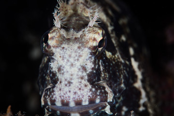 Ceram's Blenny Underwater