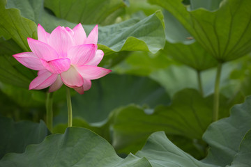 The Lotus Flower.Background is the lotus leaf.The shooting place is Shinobazunoike in Ueno Park in Ueno, Taito-ku, Tokyo Japan.