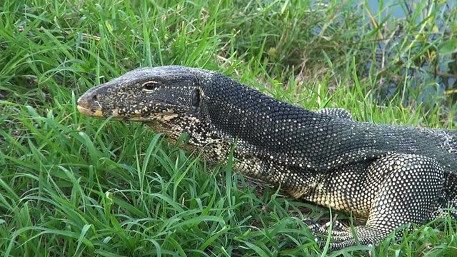 Zoom Out From A Monitor Lizard. Zoom out from a closeup of an Asian Water Monitor Lizard  (Varanus salvator) exposing it's upper body and head.