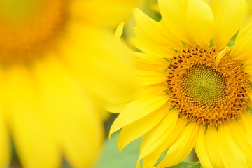 Obraz premium the blooming sunflowers in closeup in the mornin
