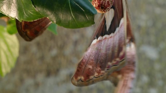 Attacus atlas Moth the giant butterfly. big butterfly out of the cocoon on the leaf of hibiscus.
