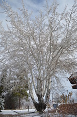 birch tree in winder under falling snow