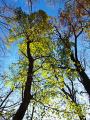 Woodland scene with autumn leaves in yellow and brown