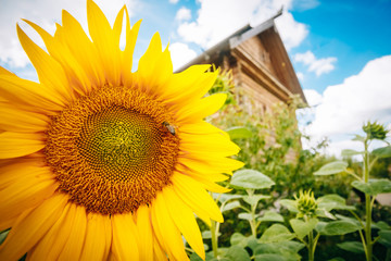 Sunflower seeds and bee in the bud on the background of the hous