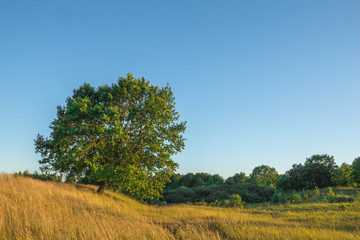 Fototapeta na wymiar Oak tree with green leaves among the yellowed grass