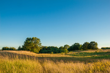 Landscape with oak tree and other trees in the field among the g