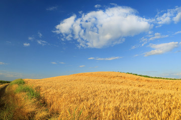 Naklejka na ściany i meble Wheat field against a blue sky