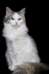 ノルウェージャンフォレストキャット