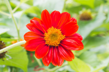 beautiful flower in garden