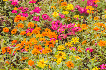 beautiful flower in garden