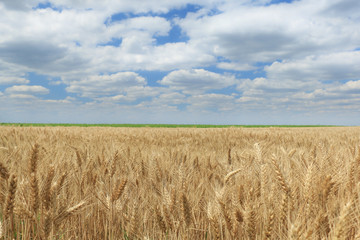 Wheat field against a blue sky