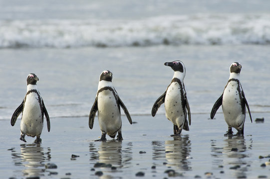 Four African Penguins emerge from the sea