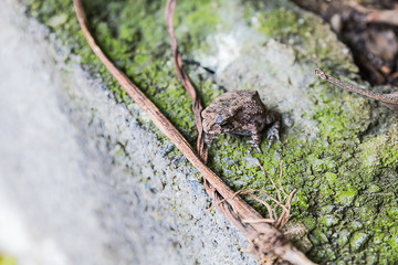 little toad in nature