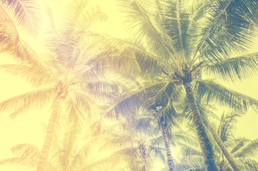 Vintage coconut palm trees