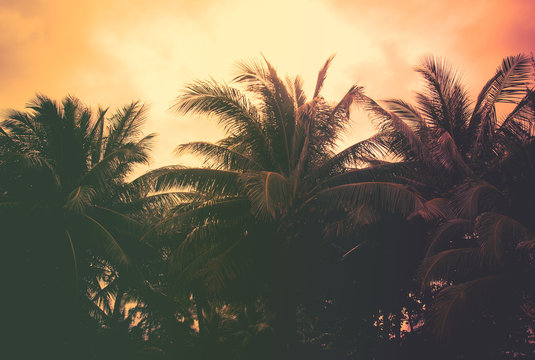 Vintage coconut palm trees