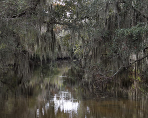Spanish Moss Hanging from Trees