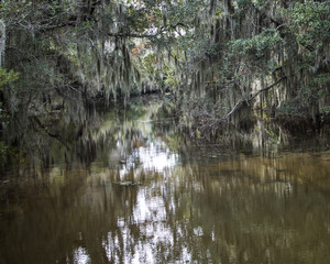 Spanish Moss Hanging from Trees