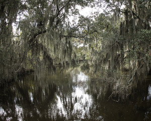 Spanish Moss Hanging from Trees