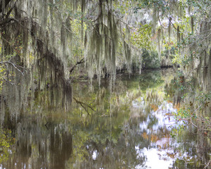 Spanish Moss and Painterly Reflections
