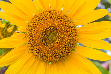 beauty of sunflower