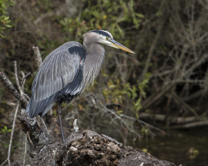 Heron on Log