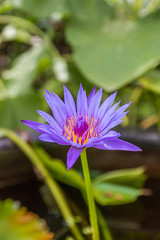 beautiful lotus in pond