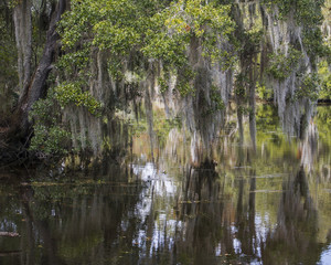 Trees, Spanish Moss and Reflections