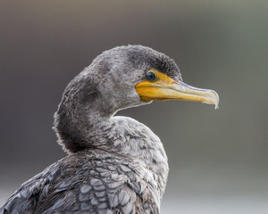 Portrait of a Cormorant