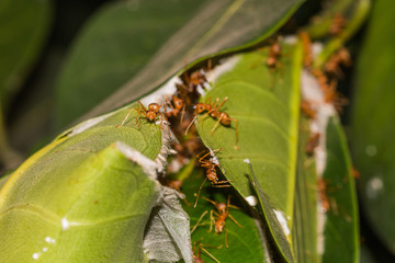 little ant