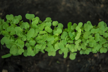 fresh green young plant of new seed born and grow up on a dark brown earth floor in jungle showing contrast of colors lighting meaning and feeling of life....