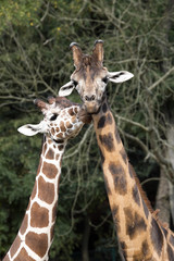wedding ritual giraffes