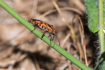 little insect on branch