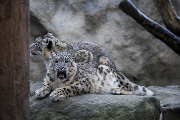 snow leopard Uncia uncia jaw flexing muscles