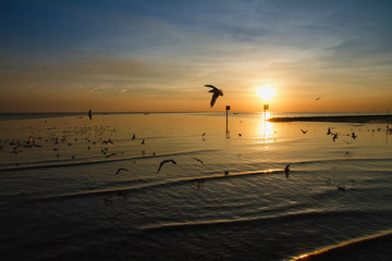 Seagull bird with amazing colorful sky and sea on twilight sunse