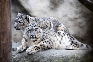 Naklejka premium subadult snow leopard Uncia uncia, are threatened with extinction