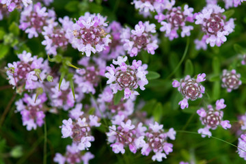 Closeup of wild thyme - selective focus, copy space - obrazy, fototapety, plakaty
