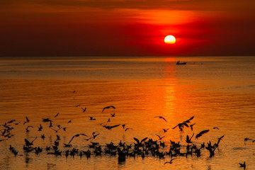 Seagull bird with amazing colorful sky and sea on twilight sunse