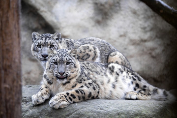 Fototapeta premium subadult snow leopard Uncia uncia, są zagrożone wyginięciem