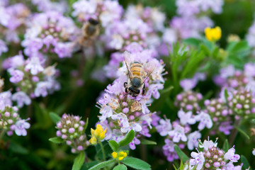 Closeup of wild thyme with a bee - selective focus, copy space